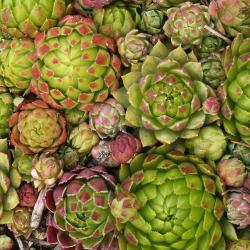 Sempervivum - Dachwurz - Hauswurz